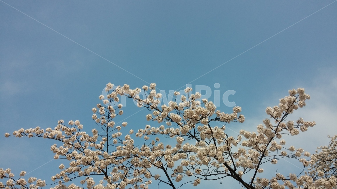 벚꽃,벚꽃나무,cherryblossoms,봄,바탕화면,꽃,행복,하늘,구름,풍경,경치,맑음,sky,bluesky,landscape,배경화면,봄,계절,spring,season,plant,식물