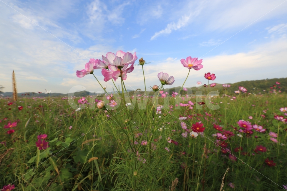 코스모스,파란하늘,구름,배경화면,예쁜꽃,가을,계절,fall,autumn,season,식물,자연,plants,nature,꽃,flower,outdoors,옥외,grassland,목초지,field,들,plant