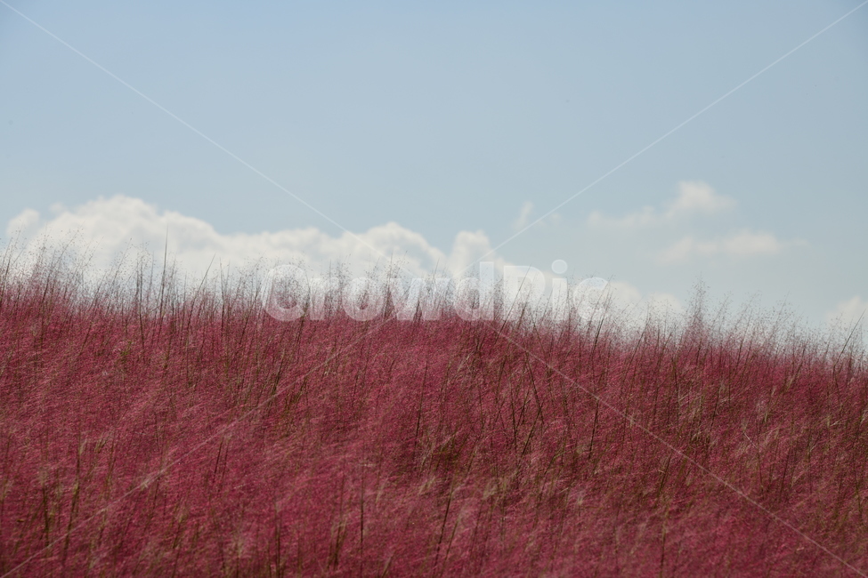 갈대,붉은갈대,핑크뮬리,가을,핑크,분홍,가을,계절,fall,autumn,season,식물,자연,plants,nature