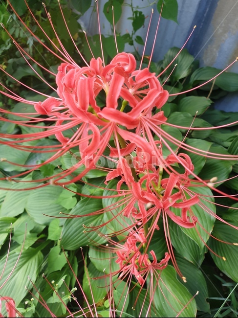 선명한,희귀한,아름다움,보는즐거움,청순한,꽃,생기,식물,자연,plants,nature,꽃,flower