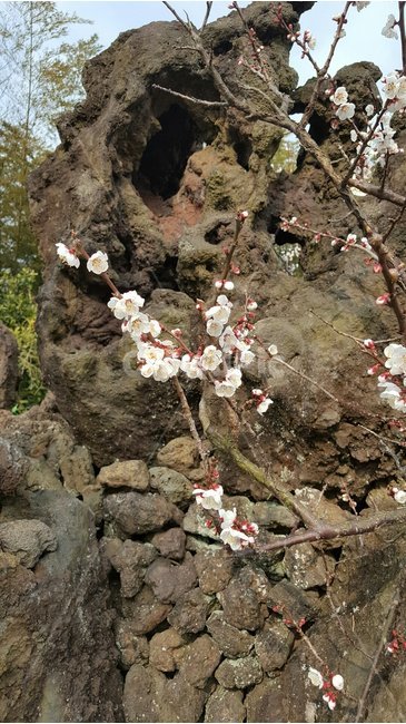 매화,봄,돌,제주돌,제주도,제주매화,봄,계절,spring,season,식물,자연,plants,nature,꽃,flower,plant