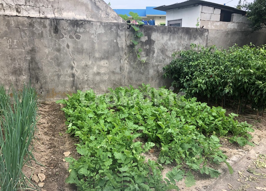 Rural,pepper,root plant,sweet potato,yard,countryside,potato,crops,agricultural land