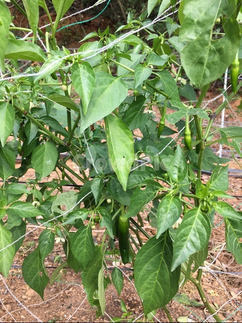 plant,식물,leaf,잎,고추,청고추,땅,흙,농사