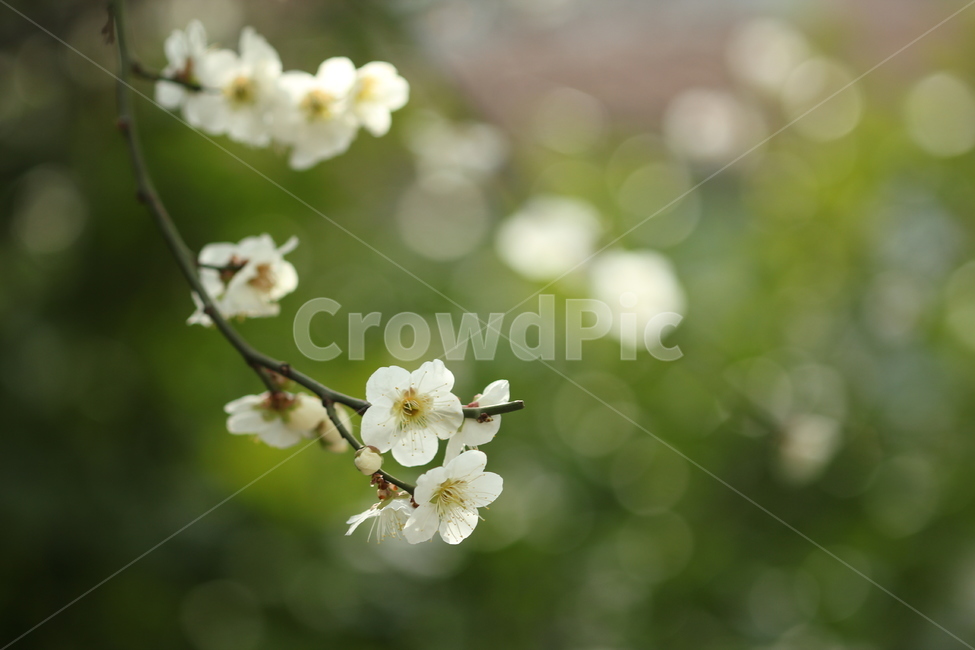 꽃,봄,매화,초록,flower,spring,green,blossom,봄,계절,spring,season,식물,자연,plants,nature,꽃,flower,plant