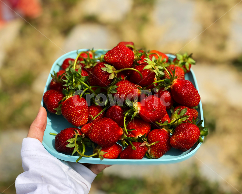 과일,딸기,빨간색,농사,식물,자연,음식,식재료,요리,food,cook,meal,dishes,food reserves,채소,야채,vegetables