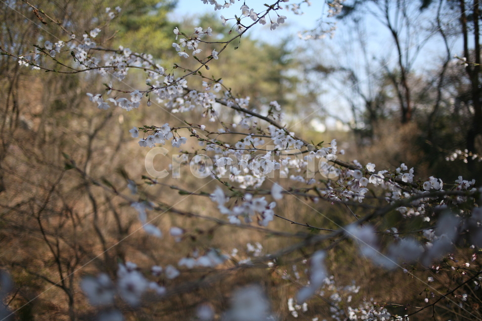 꽃,벚꽃,cherryblossom,blossom,식물,나무,tree,풍경,plant