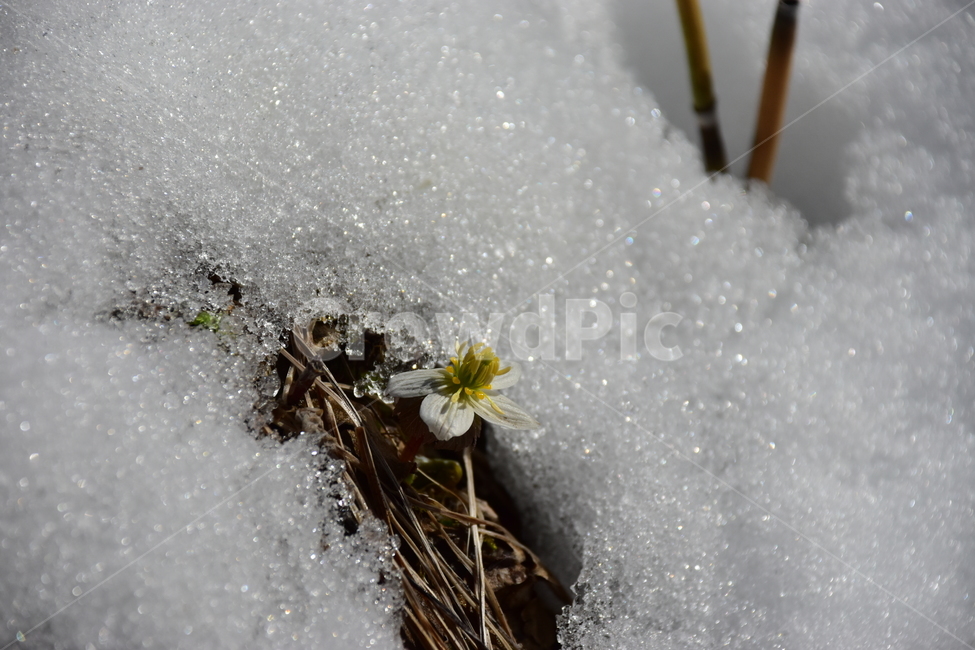 모데미풀,야생화,봄,눈,설중,꽃,풀꽃,자연,식물,식생,감성,힐링,plants,nature,spring,season,flower,emotion,feeling,흰색,초본,너도바람꽃속