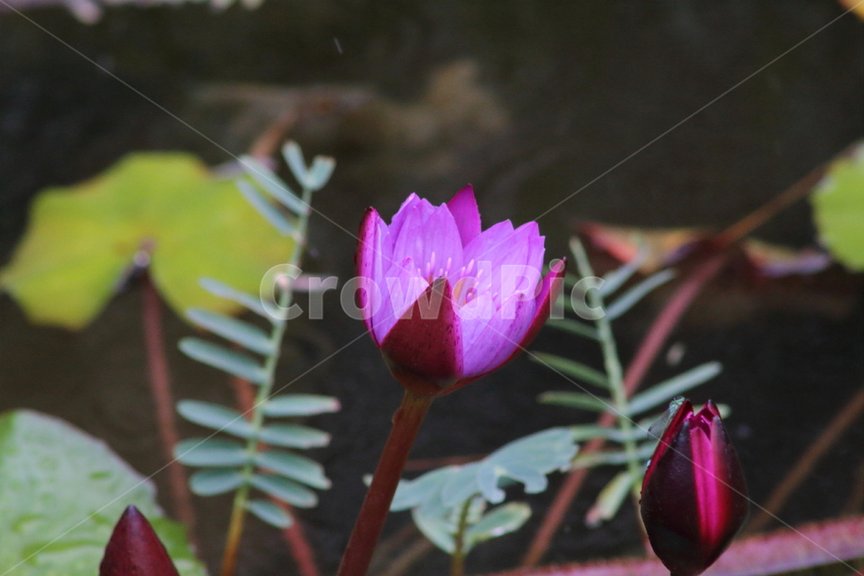 수련,연,꽃,수생식물,waterlily,식물,자연,plants,nature,꽃,flower