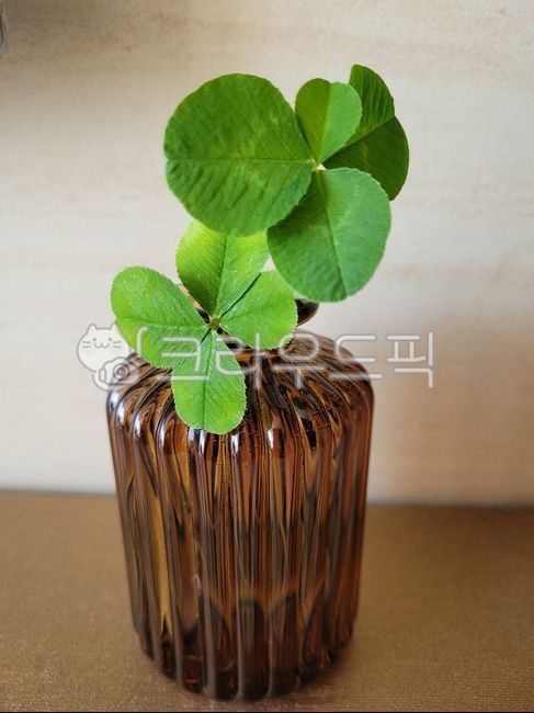 식물,클로버,네잎클로버,화병,plant,식물,자연,plants,nature