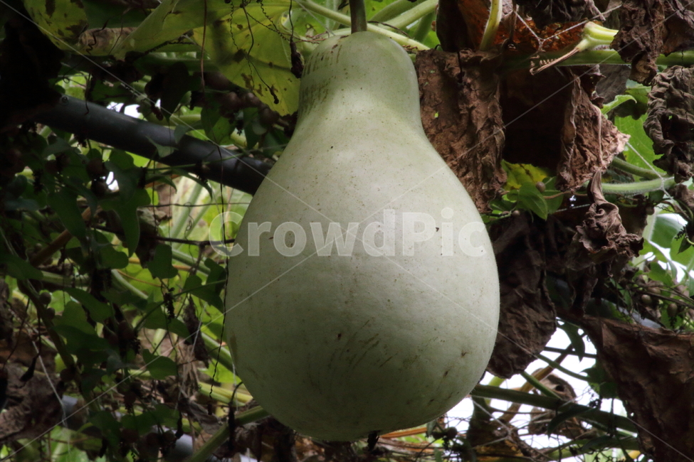 박,식물,농작물,관상용,lagenarialeucantba,식물,자연,plants,nature,과일,열매,fruit
