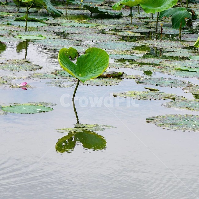 연꽃,예쁜연꽃,홍련백련,연꽃사랑,꽃,식물,자연,plants,nature
