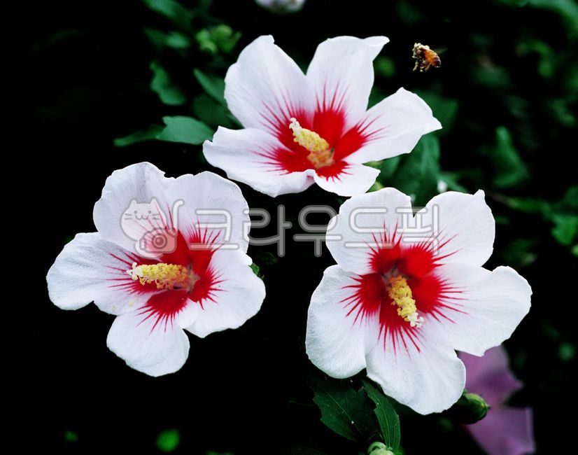 무궁화,꽃,무궁화꽃,식물,세송이,하얀꽃