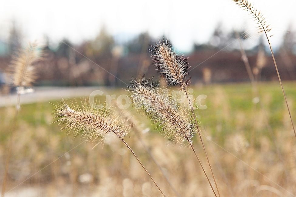 강아지풀,강아지풀꽃,꽃,잡초,가을,풀,야외,공원,가을,계절,fall,autumn,season,식물,자연,plants,nature