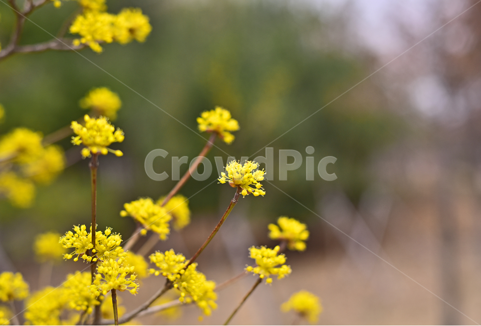 산수유,봄꽃,노랑꽃,계절,시즌,나무꽃,season,blossom,꽃,flower,식물,plant,옐로우,노랑색,yellowflowers,야외,옥외,아웃도어,배경,바탕,백그라운드