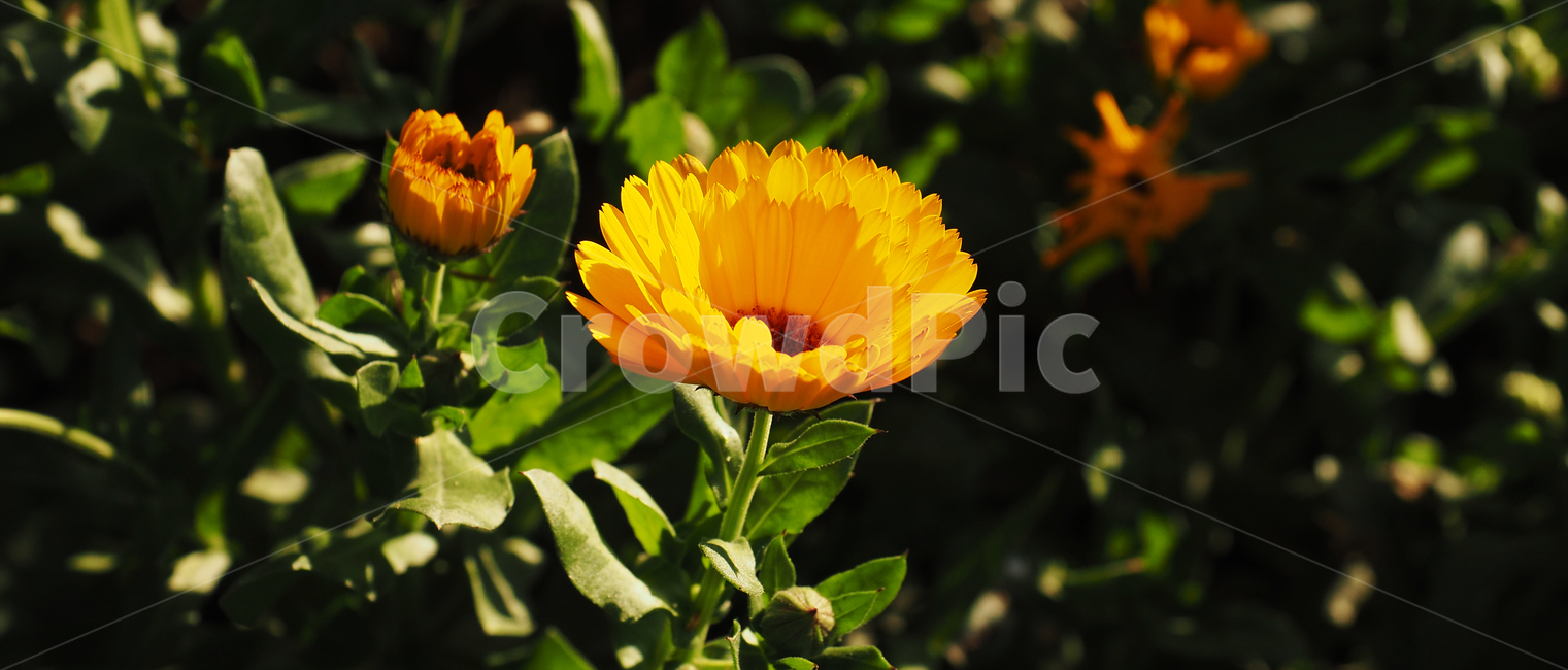 빈티지,노란꽃,spring,flowers,light,fresh,nature,봄,꽃,빛,신선함,자연,공원,green,감성사진,식물,자연,plants,nature,꽃,flower