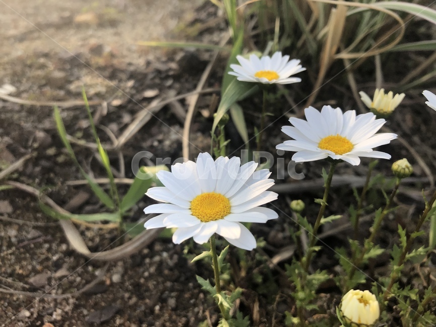 꽃,땅,흰꽃,하얀,하얀꽃