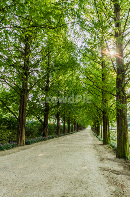 여름,나무,초록,메타세콰이어,초록색,여름,계절,summer,season,자연,풍경,nature,landscape,한국자연풍경,한국자연경관,korea nature landscape,식물,plants,나무,trees,wood,휴식,힐링,rest,relaxation,healing,plant,tree