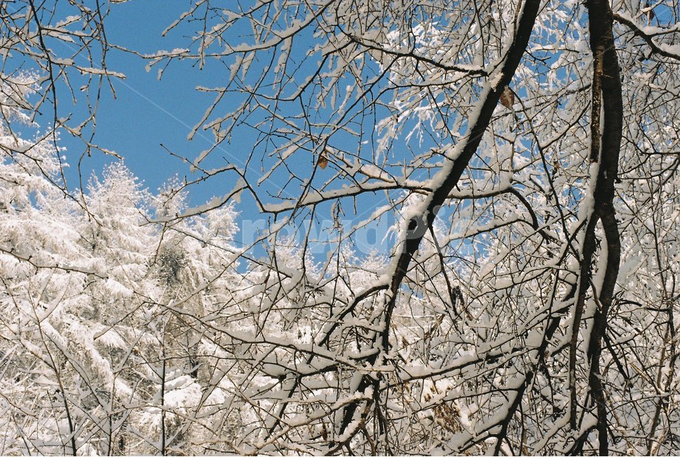 눈꽃,나무,겨울,하늘,눈,겨울,계절,winter,season,자연,풍경,nature,landscape,tree,plant,식물,tree trunk,나무 줄기