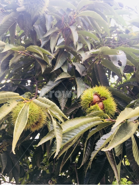 plant,식물,leaf,잎,밤송이,밤,추석,밤나무,밤송이가시,수확,알밤,갈색,브라운,brown,가을,fall,autumn,열매,과일,열매,fruit