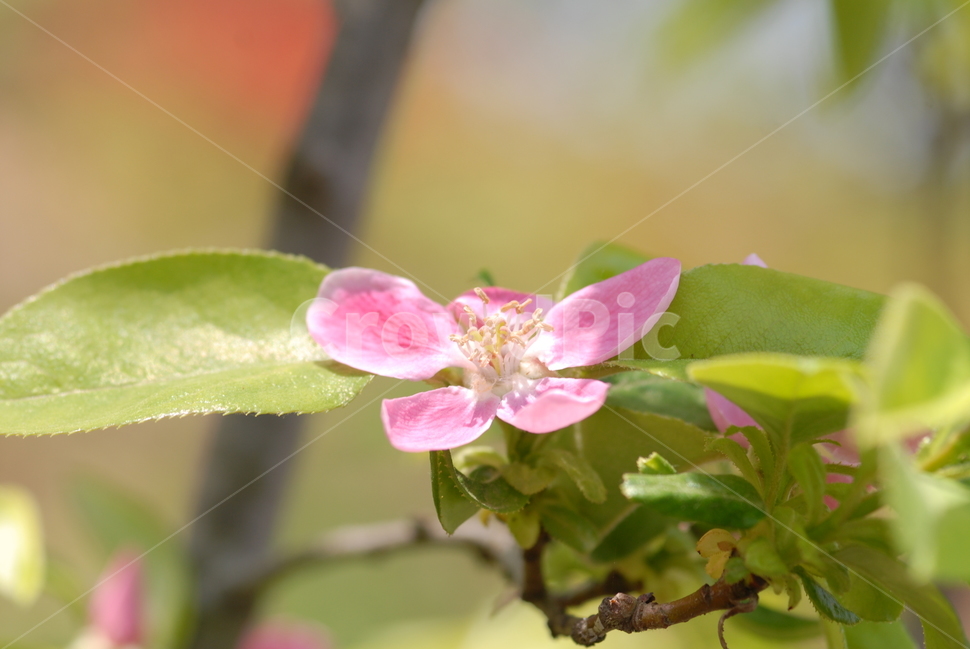 식물,화분,사과,사과꽃,애플,붉은꽃,붉은색,과일,나무,꽃,flower