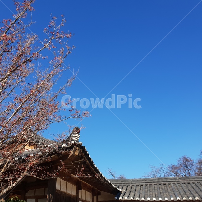 파란하늘,푸른하늘,고택,나무,하늘풍경,한국전통,한국문화,korean traditional,korean culture,건축물,건물외관,exterior,building,structure,architecture,construction