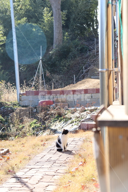 길고양이,고양이,길냥이,동물,cat,얼룩무늬고양이,얼룩고양이,동물,animal,포유류,mammal,고양이,cat,kitten,kitty