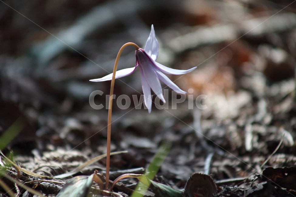 엘레지,엘리지,꽃,봄,erythroniumjaponicum,봄,계절,spring,season,식물,자연,plants,nature,꽃,flower,plant
