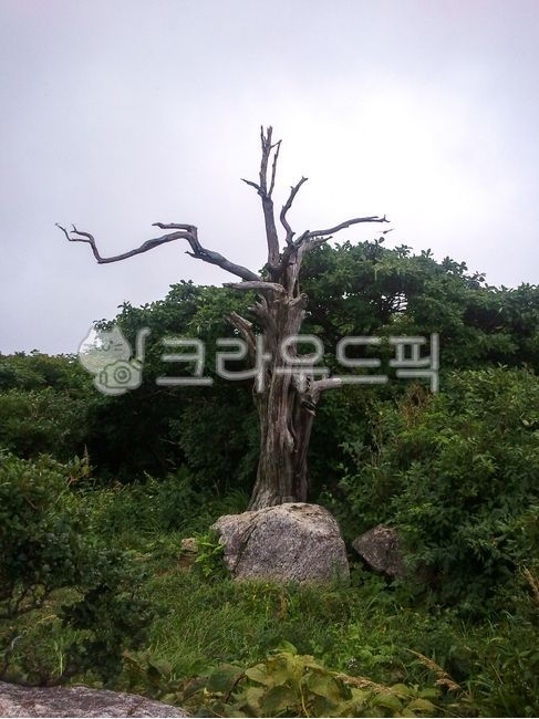 muju,blue sky,mountains,deogyusan,trekking,Hyeokbong Peak,bluesky,clouds,view from afar,scenery,Muju Resort,trees,summer,thick,mountain climbing,cloud,Muju Gondola,mountain,road,grass,mountain top,weather,course,mountain scenery,ridge,sky,green,nature,hik