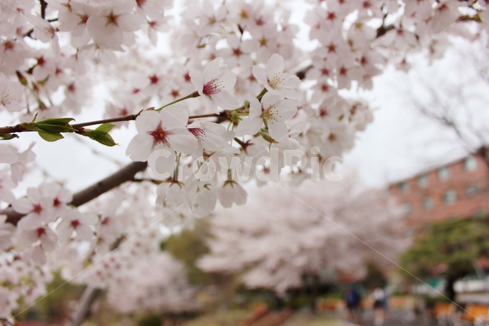 벚꽃,매화,봄,나무,꽃잎,spring,flower,봄,계절,spring,season,식물,자연,plants,nature,꽃,flower,plant,blossom