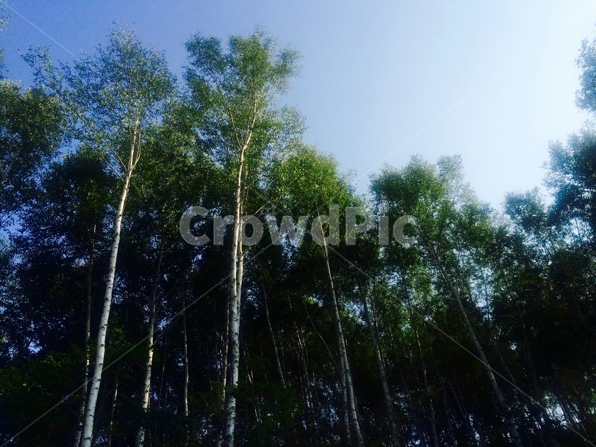 숲,풍경,나무,자작나무,하늘,강원도,자연,자연,풍경,nature,landscape,tree,plant,식물