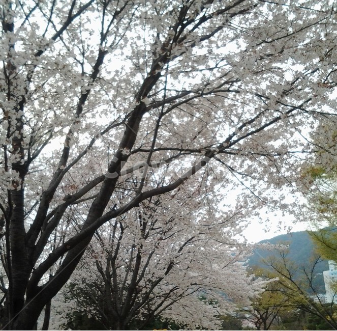 벚꽃,나무,자연,풍경,봄,녹색,꽃