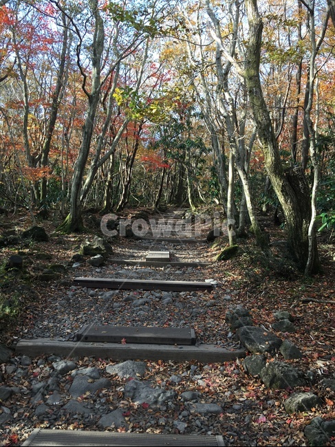 한라산,제주,나무,숲길,가을