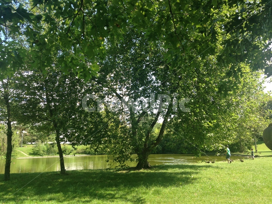 tree,나무,잔디,grass,plant,식물