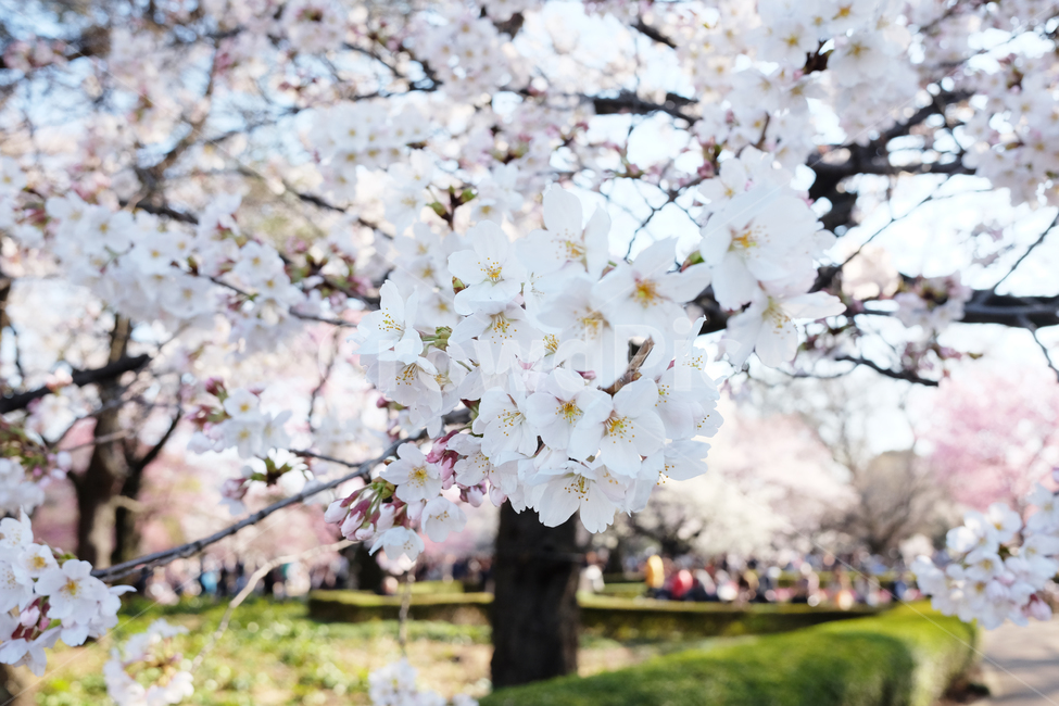 plant,식물,blossom,꽃,flower,벚꽃,사쿠라,벚꽃나무,사쿠라꽃,식물,자연,plants,nature,꽃,flower