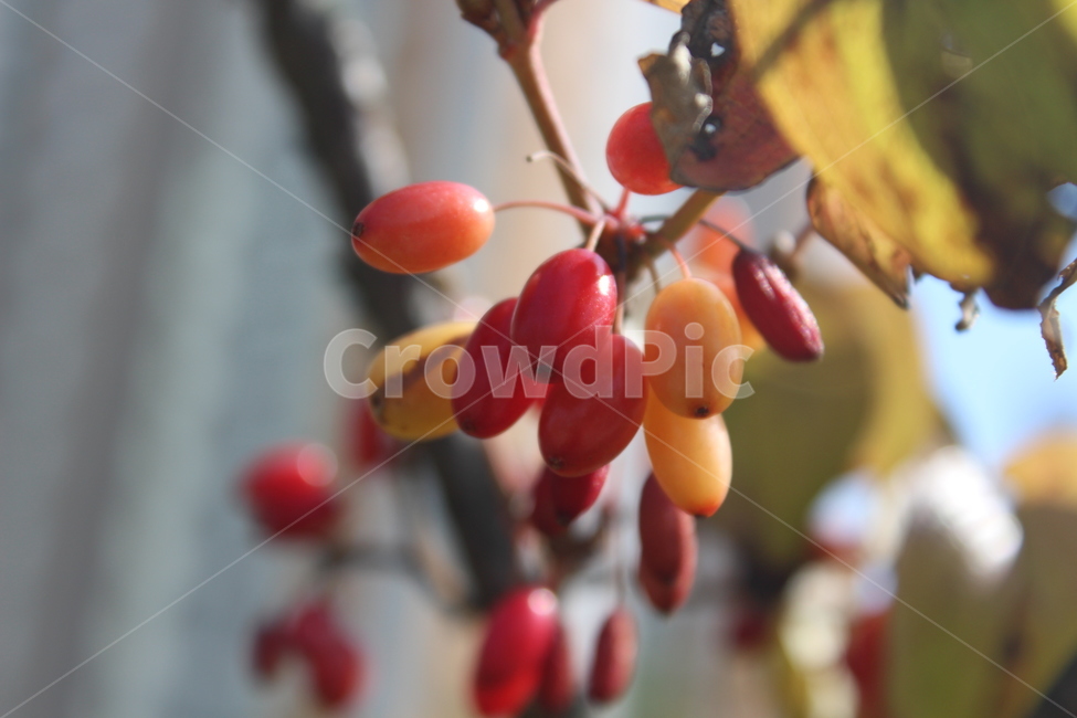 plant,식물,fruit,과일,열매,과일,열매,fruit