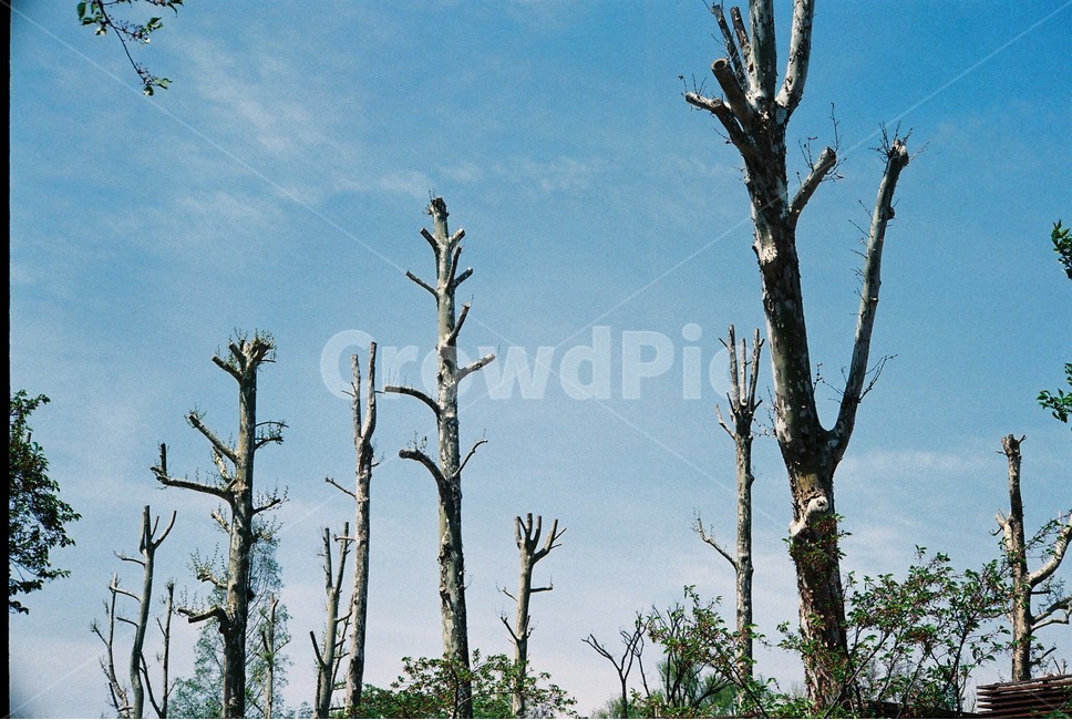 공원,풍경,자연,나무,꽃,하늘,풀,구름,배경,감성,꽃밭,필름,식물,자연,plants,nature,나무,trees,wood,감성,sensible,feeling