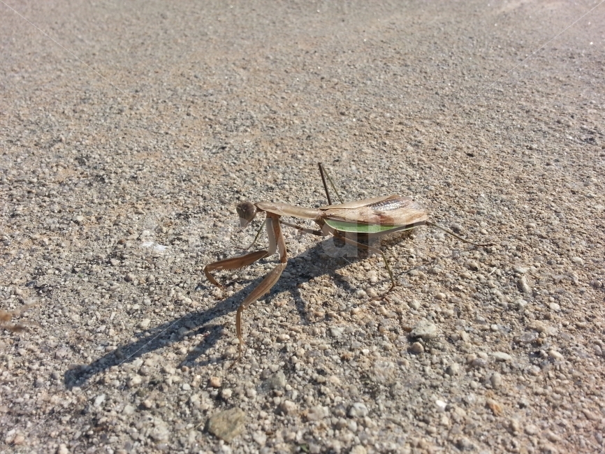 사마귀,곤충,벌레,insect,동물,animal,자연,nature,동작,포즈,자세,그림자,멋진,멋있는,멋있다,당랑권,포식자,사냥꾼,사냥,hunter,헌터,스냅,스냅사진,스넵사진,스넵,snap,접사,마크로,macro,클로즈업,closeup,동물,animal,곤충,벌레,insect,bug