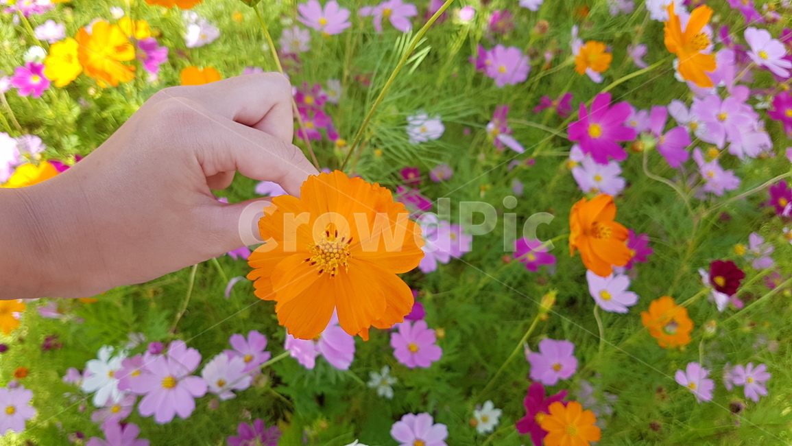코스모스,가을,꽃,cosmos,flowers,fall,nature,자연,아로마,aroma,season,계절