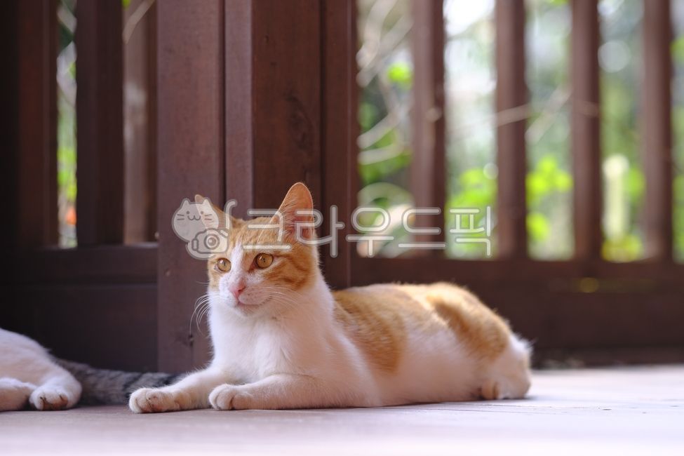 고양이,cat,반려동물,냥이,애완동물,pet,동물,animal,포유류,mammal,길고양이,alleycat,길냥이,straycat,휴식,자연,아침,햇살,cute,귀여운,아름다운,매력적인,streetcat,아기고양이,애기냥이,새끼냥이,애기고양이,kitten,kitty,아깽이,애기,아갱이,얼룩고양이