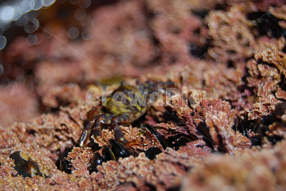 자연,바다,게,crab,sea,해변,바다,beach,sea,동물,animal,어류,물고기,fish