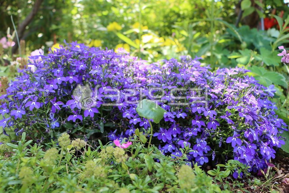 로벨리아,파란색꽃,보라색꽃,봄,여름,감성,꽃,파란색,보라색,식물,자연,lobeliaerinus,lobelia,purpleflower,blueflower,plant,nature