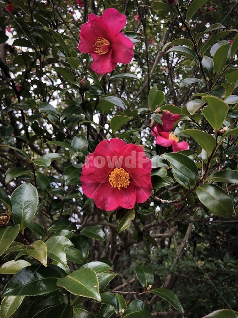 동백꽃,제주,카멜리아,camellia,식물,식물,자연,plants,nature,꽃,flower
