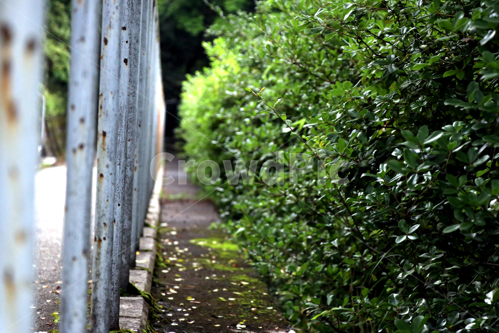 안정,푸른,여름,봄,활기찬,나무,생명,자연,nature,그린,초록,green,stability,rest,summer,spring,tree,life