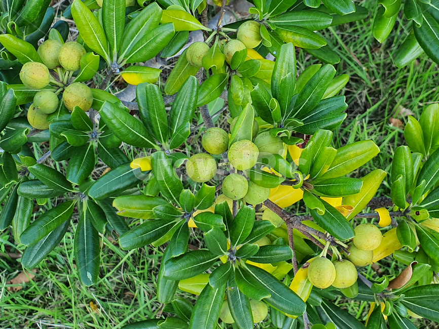 plant,식물,leaf,잎,초록,녹색,열매,색감,색체,생명,숲길,숲,forest,자연,nature,풀숲,green,과일,열매,fruit