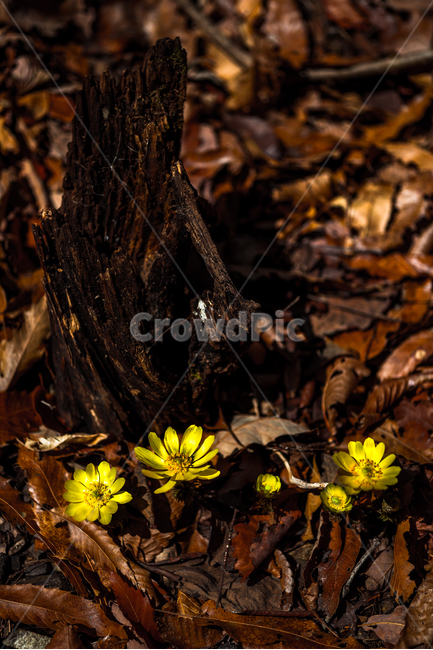 복수초,들꽃,식물,자연,야생화,flower,nature,식물,자연,plants,nature,꽃,flower,나무,trees,wood