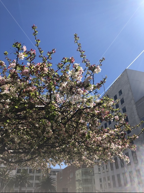 plant,식물,cherryblossom,sunlight,flower