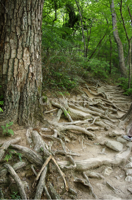 나무,뿌리,식물,돌,초록,자연,풍경,nature,landscape,plant,root