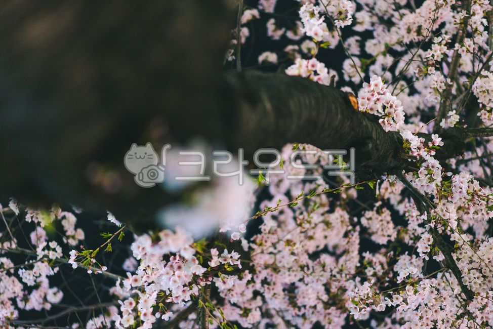 벚꽃,밤,밤산책,밤에피는꽃,봄,나무,벚꽃나무,bloossom,오르다
