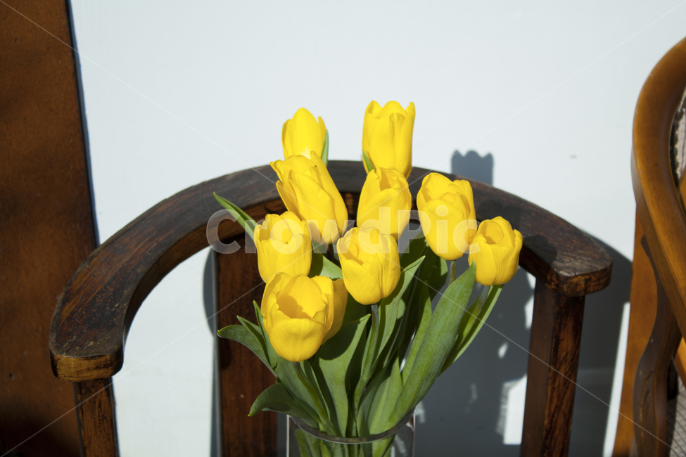 plant,식물,flower,꽃,blossom,꽃부케,flowerbouquet,flowerarrangement,꽃꽂이,식물,자연,plants,nature,꽃,flower