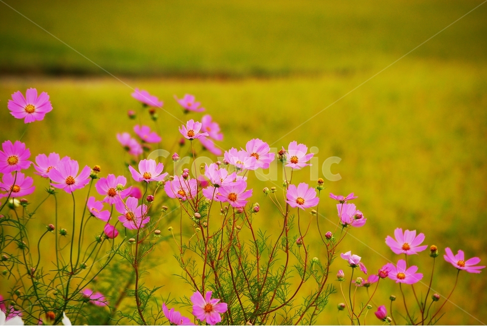 코스모스,꽃,가을,녹색,배경,야생화,분홍꽃,꽃잎,들판,야외,autumn,flower,cosmos,pink,계절,fall,season,식물,자연,plants,nature,가을,계절,fall,autumn,season,식물,자연,plants,nature,꽃,flower,geranium,제라늄,plant,blossom